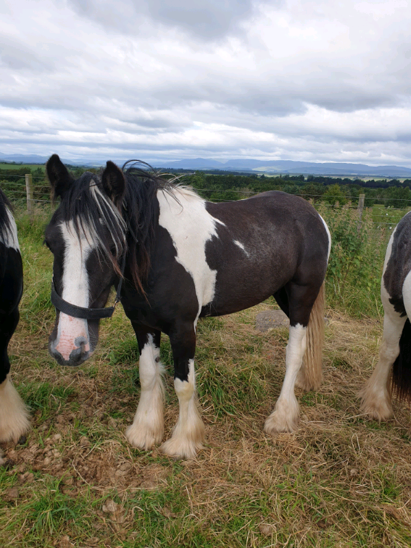 Stunning cob gelding | in Perth, Perth and Kinross | Gumtree