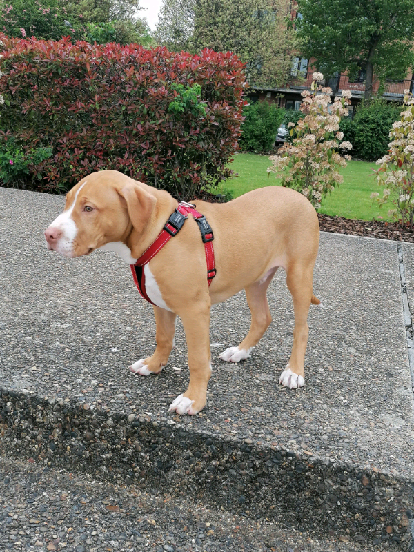 Xl Bully Male 6 Month old for sale £1100 | in Whitechapel, London | Gumtree