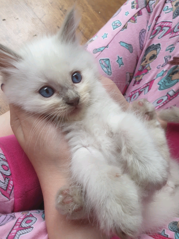 Ragdoll kittens in Washington, Tyne and Wear Gumtree