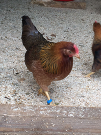 Bantams In Scotland Birds For Sale Gumtree