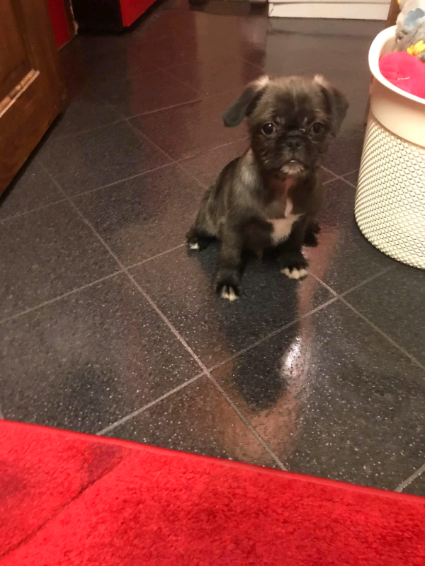 Chocolate pug x Yorkshire terrier puppies in Dorchester, Dorset Gumtree