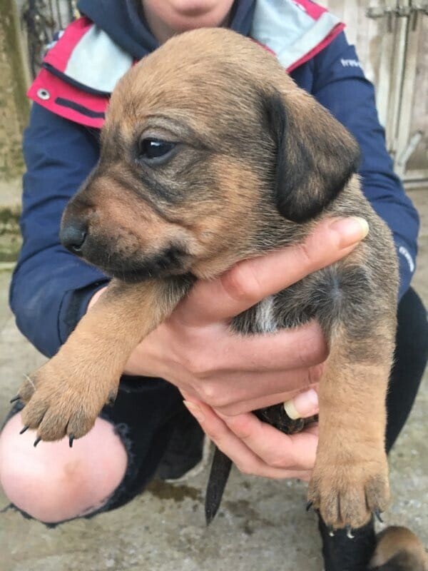 Stunning Lurcher X Daschund Puppies In Monmouth