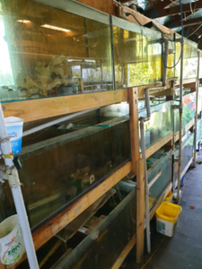 aquaponics set up. fish gumtree australia clarence
