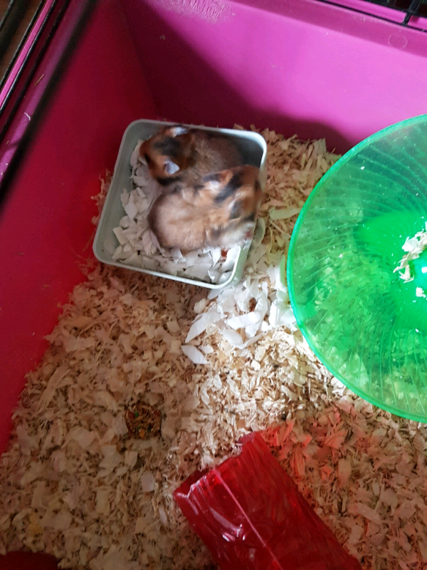 Baby Syrian hamsters for sale in Dunmurry, Belfast Gumtree