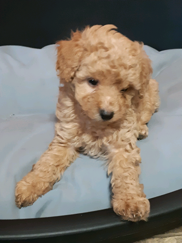 Apricot toy poodles in Hull, East Yorkshire Gumtree