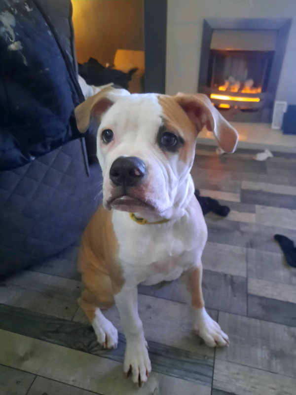 Alpha blue blood bulldog | in Old Whittington, Derbyshire ...