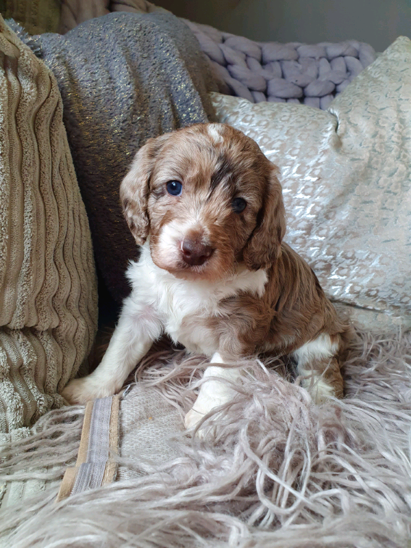F1 merle sproodle puppies in Pencader, Carmarthenshire Gumtree