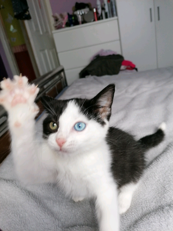 Kitten in Portsmouth, Hampshire Gumtree