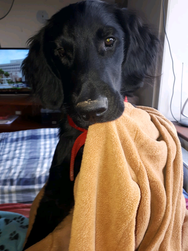 Flat coat retriever puppy for sale. in Wisbech, Cambridgeshire Gumtree
