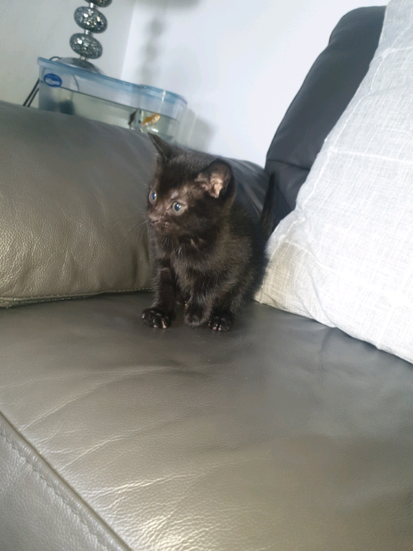 Black kitten in Stockport, Manchester Gumtree