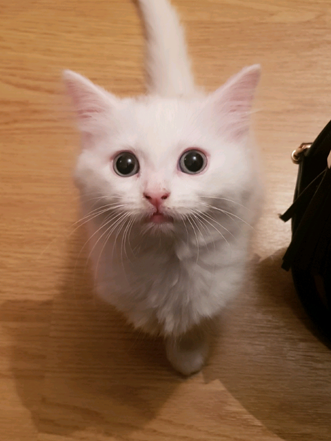Long Haired Turkish Angora White Kitten In Hull East Yorkshire