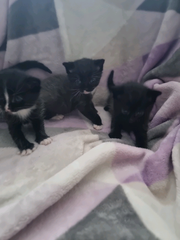 Beautiful Kittens for sale in Glasgow Gumtree