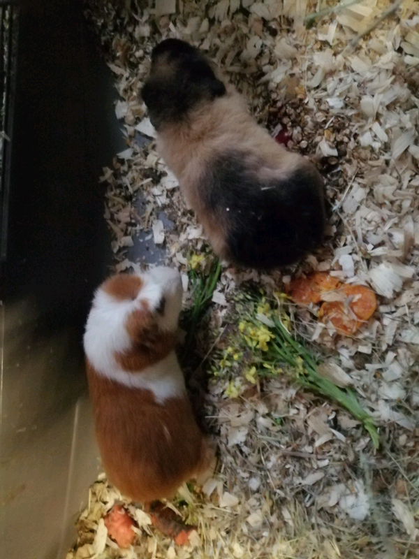 Guinea Pigs In Henfield West Sussex Gumtree