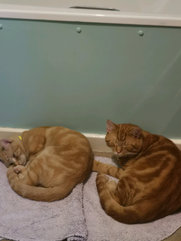 2 male cats for sale in Southampton, Hampshire Gumtree