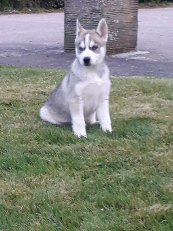 Husky male pup based in northern Ireland in Moneymore, County