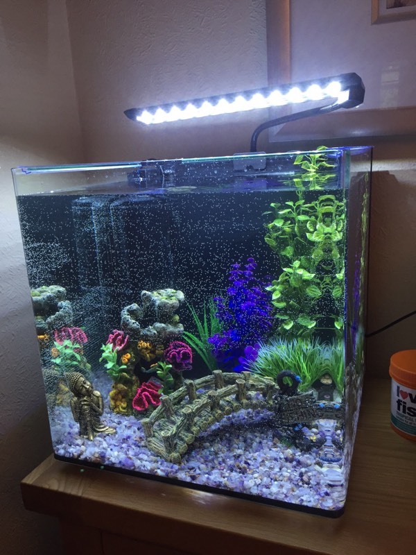 Tropical/Coldwater Fish Tank 25L With Filter And LED Light in Dunmow
