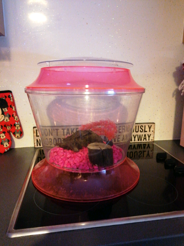 Large pink fish bowl/tank in Grangemouth, Falkirk Gumtree
