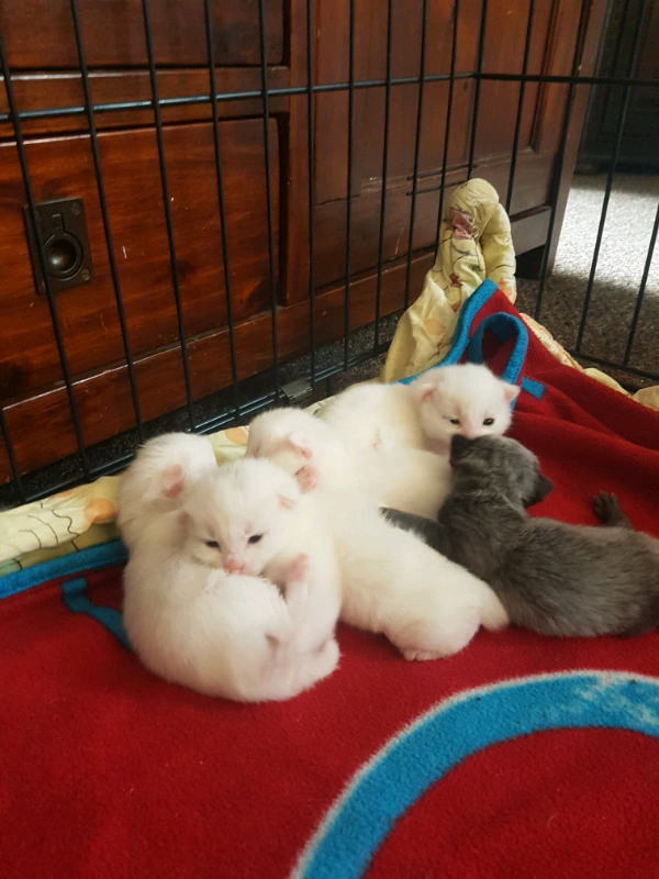 Kitten in Hull, East Yorkshire Gumtree