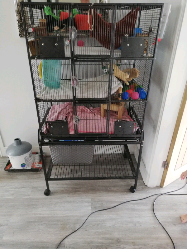 dumbo rats, cage & accessories in Preston, Lancashire Gumtree
