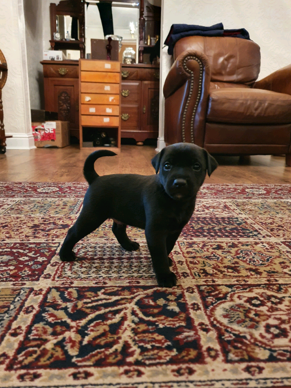Patterdale puppies for sale ( ALL SOLD ) in East End, Glasgow Gumtree