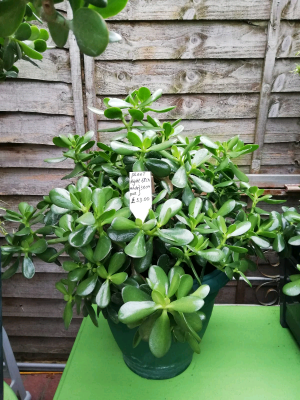 Beautiful green jade plants in Camden, London Gumtree