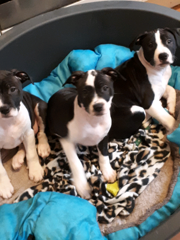 Staffordshire x puppys in Stalybridge, Manchester Gumtree