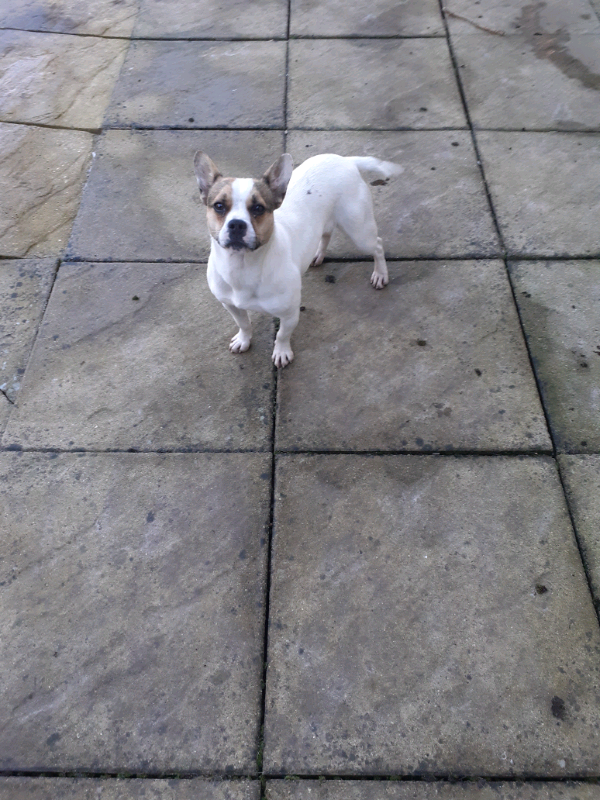 French bulldog cross Jack Russell in