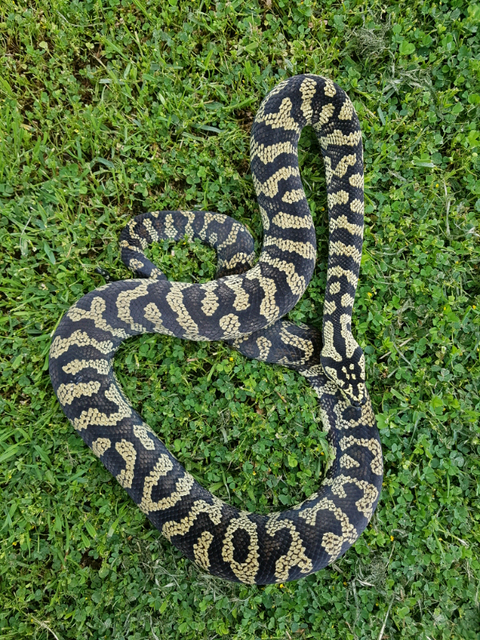 Jungle Carpet Python for sale | Reptiles & Amphibians ...