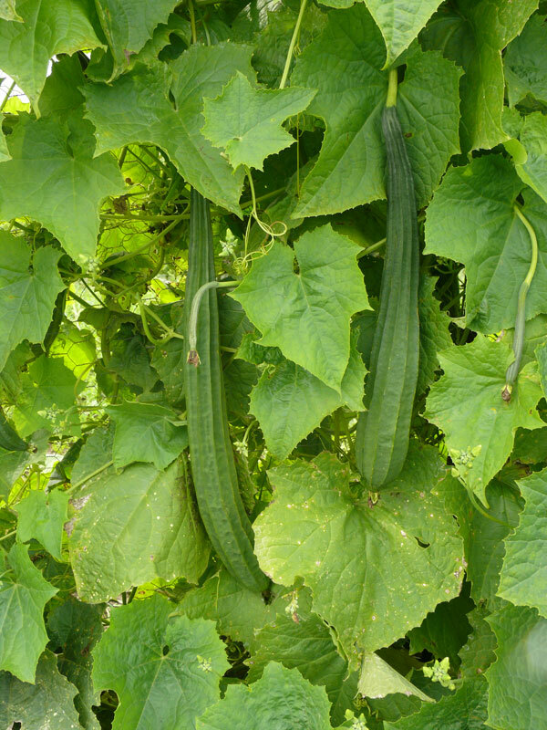 Luffa Sponge Gourd Seeds, Vegetable Sponge, Dishcloth Gourd, NON-GMO