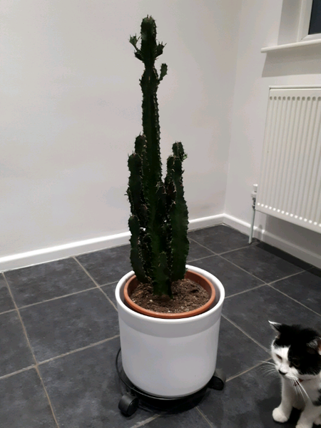 Large Cactus Plant for sale in UK | View 68 bargains