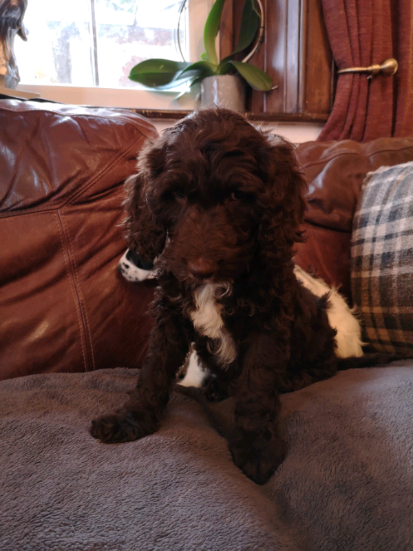 Sproodle puppies for sale in Lockerbie, Dumfries and Galloway Gumtree