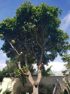 tree lopping brisbane southside