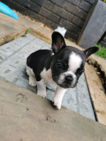 Pups In Omagh County Tyrone Dogs Puppies For Sale Gumtree