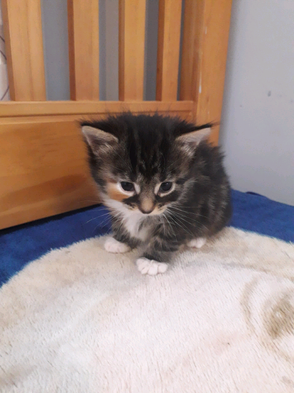 Lovely Ragdoll Kittens In Orpington London Gumtree