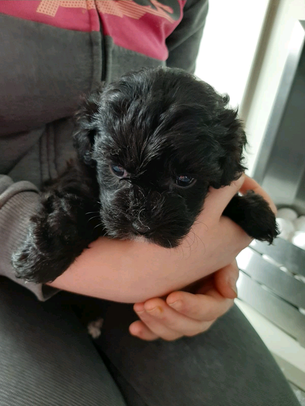 Shihpoo puppies in Workington, Cumbria Gumtree