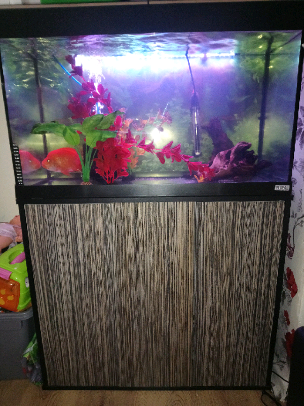 Fluval Roma 150 litre fish tank in Swindon, Wiltshire Gumtree