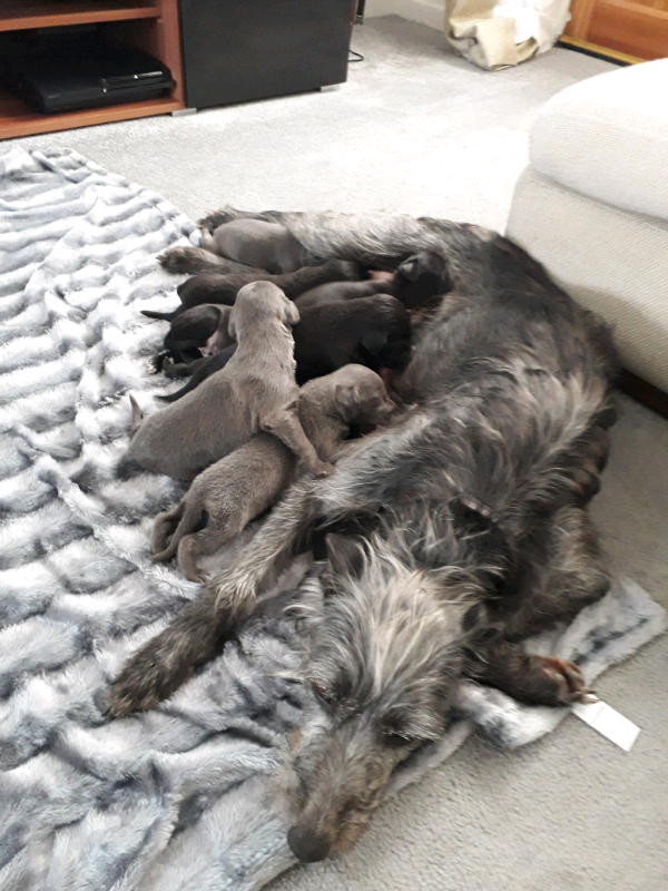 Beddy whippets in Gateshead, Tyne and Wear Gumtree