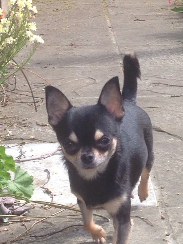 Lovely female black/tan teacup chihuahua in Dagenham, London Gumtree