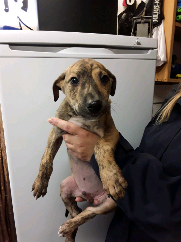 Lurcher Puppies for Sale in Flackwell Heath, Buckinghamshire Gumtree