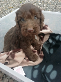 Puppies In Angus Dogs Puppies For Sale Gumtree