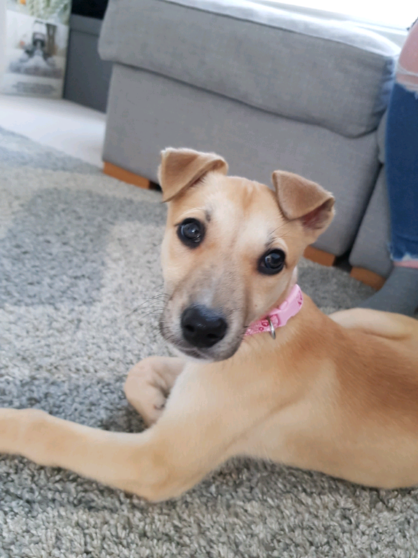 **Urgent**10 week old Lurcher cross puppy in Choppington