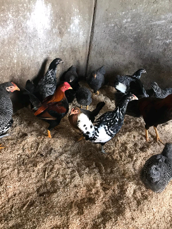 Pure bred bantam hens for sale (Chickens poultry) in Portadown