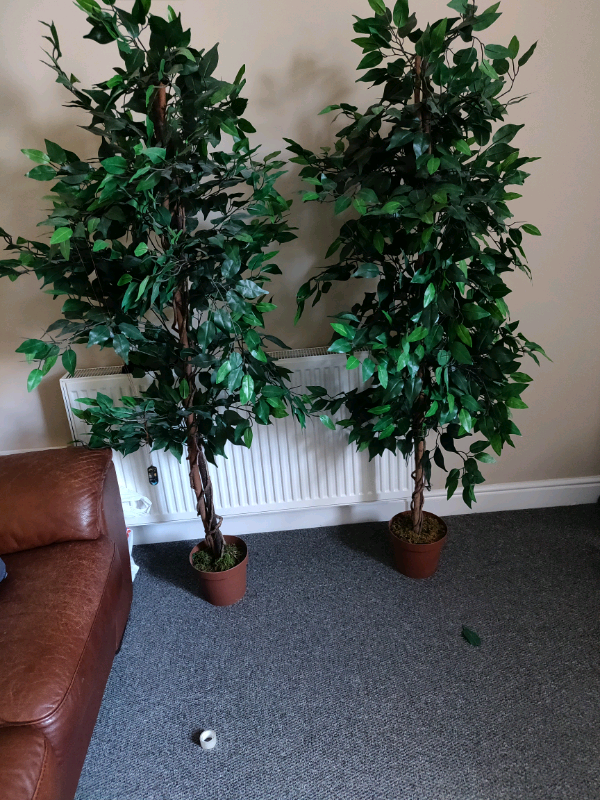 6 Ft, Artificial indoor tree real trunk in Rishton, Lancashire Gumtree
