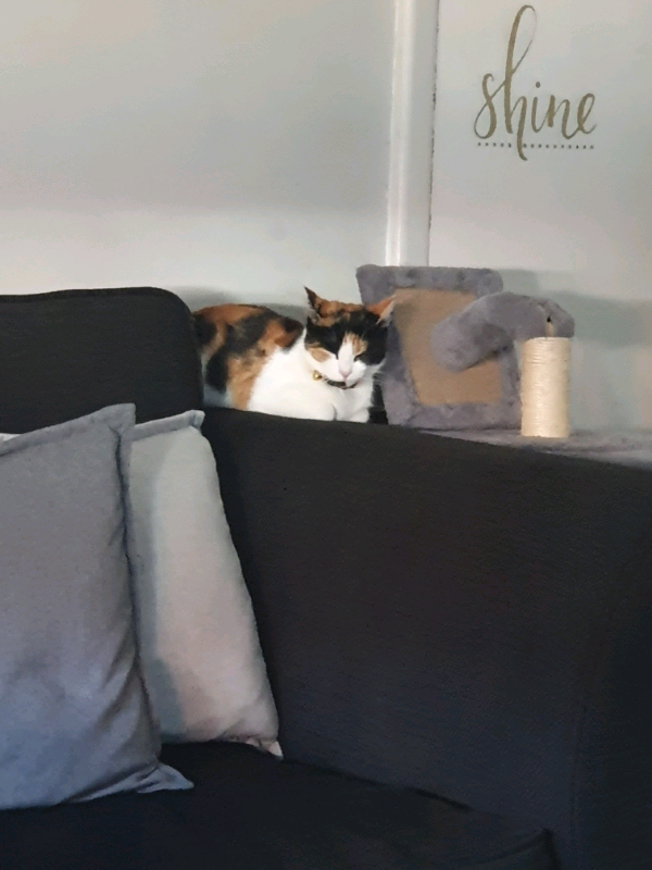 Kitten to sell | in St Leonards-on-Sea, East Sussex | Gumtree