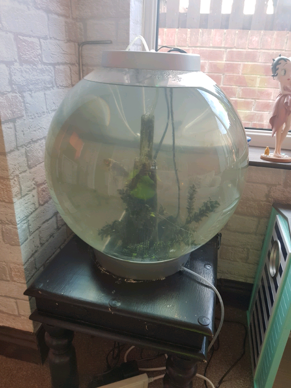 Orb fish tank in Denaby Main, South Yorkshire Gumtree