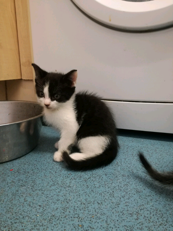 1 Black And White Cute Boy Kitten In Loughton Essex Gumtree