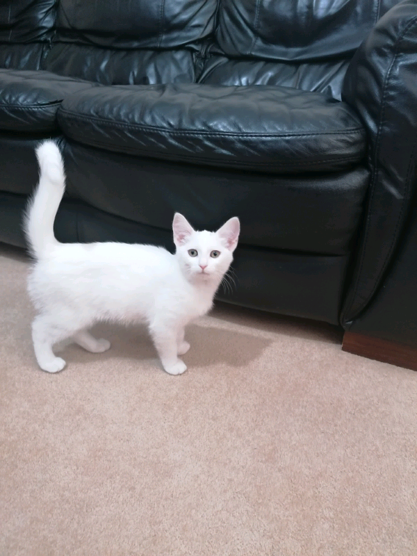 Beautiful Russian White Kitten in Halifax, West Yorkshire Gumtree