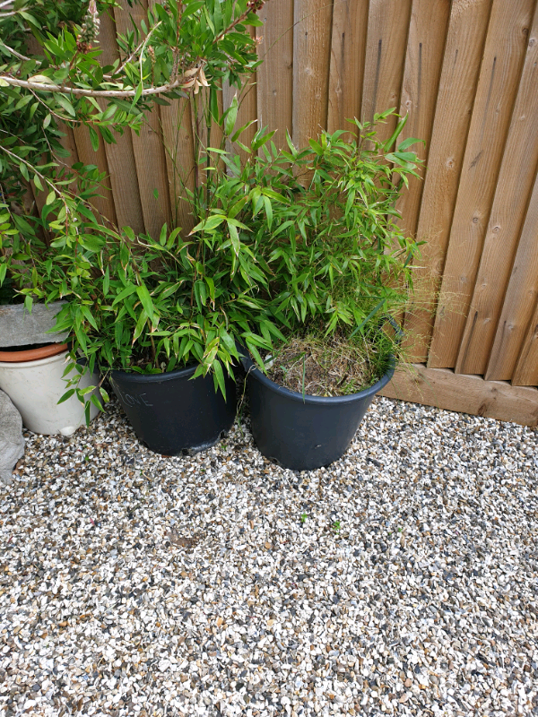 Large pot black bamboo plants. in Brighton, East Sussex Gumtree