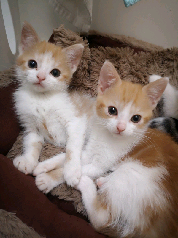 2 gorgeous females kittens | in Neilston, Glasgow | Gumtree