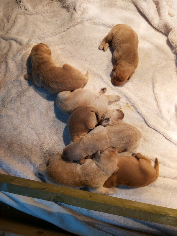 Labrador puppies | in Auchterarder, Perth and Kinross | Gumtree
